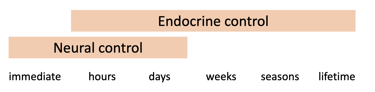 <p>Long-term behavioral states (endocrine) influence and constrain short-term actions (neural).<br><br><span style="font-family: Aptos, sans-serif">Different forms of control can modulate or adjust behavior in response to changes in conditions.</span></p>