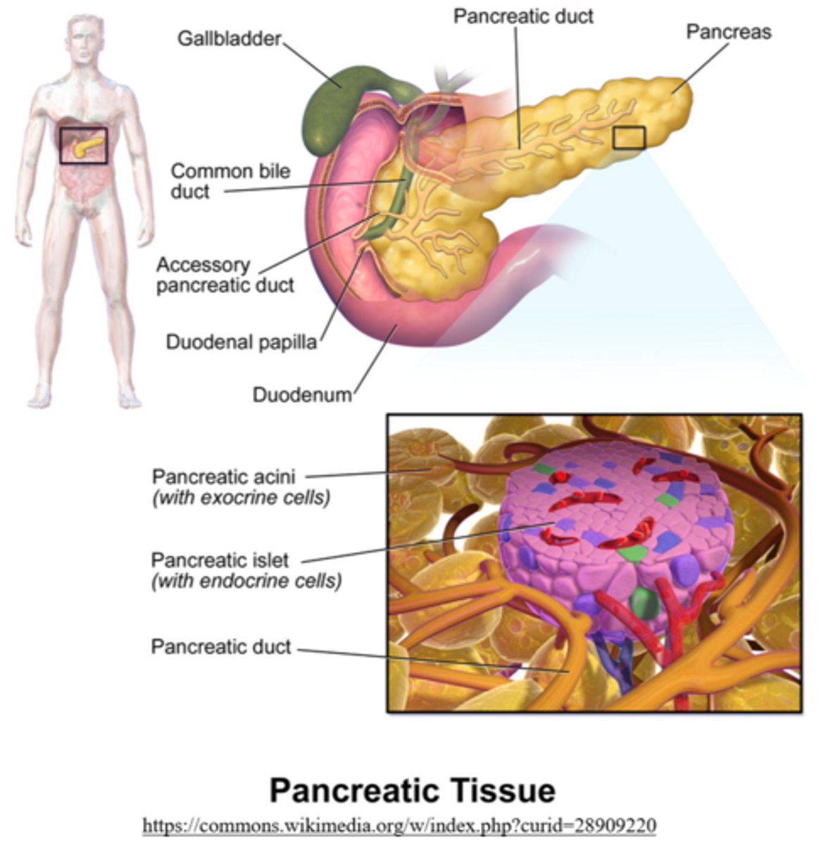 <p>exocrine; endocrine</p>