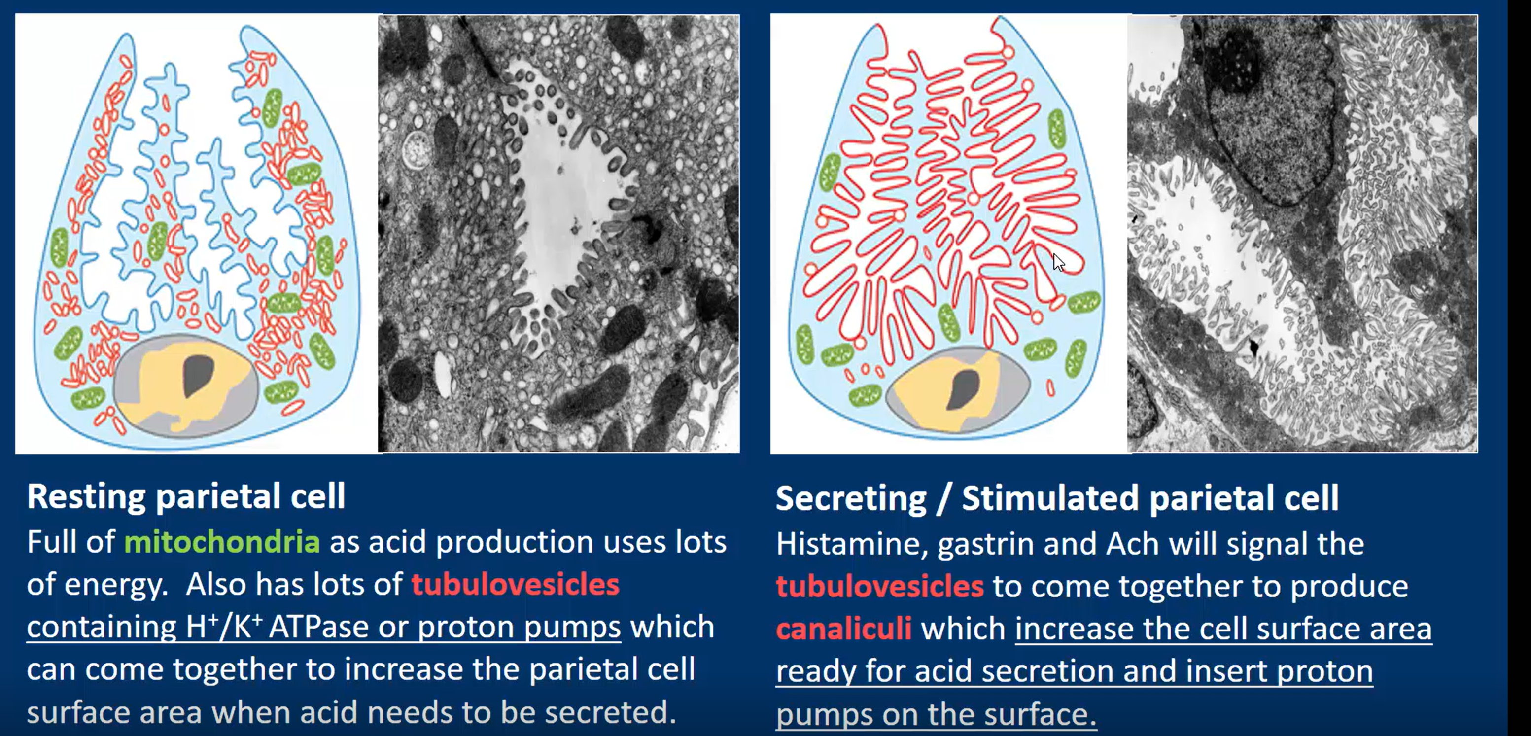 <p>resting </p><ul><li><p>Full of tubulovesicles containing H<sup>+</sup>/K<sup>+</sup> ATPase (proton pumps), which come together to increase surface area when required</p></li></ul><p></p><p>Stimulated</p><ul><li><p>Tubulovesicles come together to form canaliculi to increase SA, and insert proton pumps on the surface </p><p> </p></li></ul><p></p>