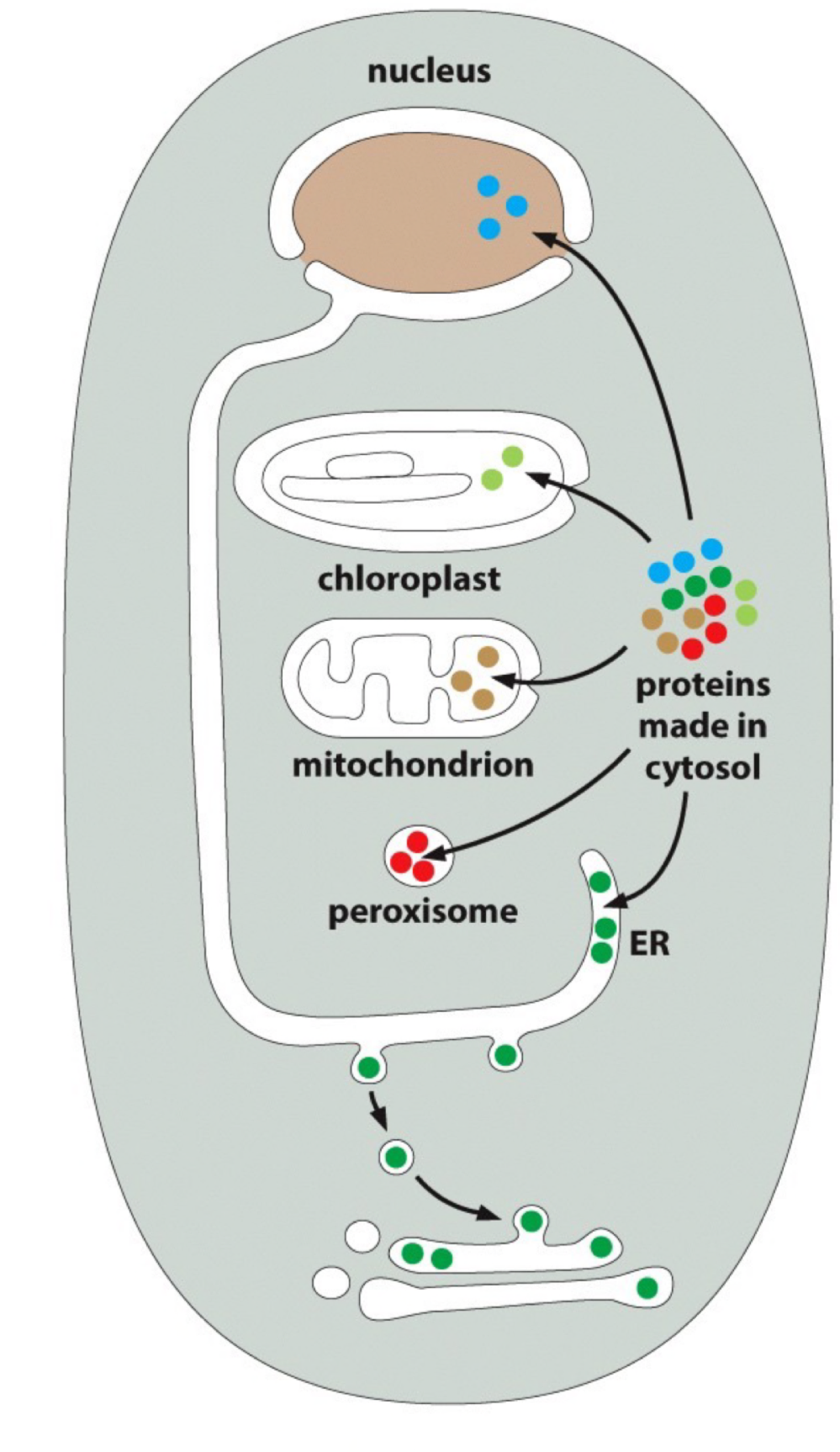 <p><strong><mark data-color="blue">Transport through nuclear pores</mark> :</strong> Nuclear pores transport specific proteins that must remain folded</p><p><strong><mark data-color="red">Transport across membranes</mark> :</strong> across ER, mitochondria, chloroplast, peroxisome membranes → this requires protein <strong>translocators</strong>. In order to cross the membrane, proteins are unfolded</p><p>i.e. UPR that gets proteins degraded by proteasome in cytoplasm</p><p><strong><mark data-color="green">Transport by vesicles</mark> :</strong> from ER onward & through endomembrane system → vesicles collect cargo protein & pinch off from membrane. Vesicles deliver their cargo by <strong>fusing</strong> with another compartment. Proteins remain folded during transport</p>