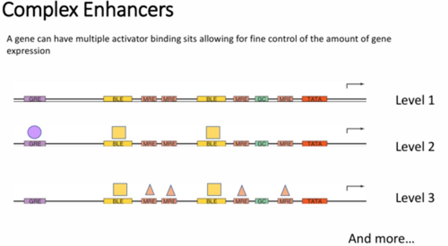 <p>A single gene can have multiple activator binding sites, which can change depending on tissue/cell type or the conditions surrounding/within the cell. The use of different transcription factors and enhancers interacting with these various sites under different conditions can result in different levels of transcription. In other words, not all enhancers are created equal. Depending on the quantity of enhancers or what other elements are being interacted with, the level of transcription can change.</p>