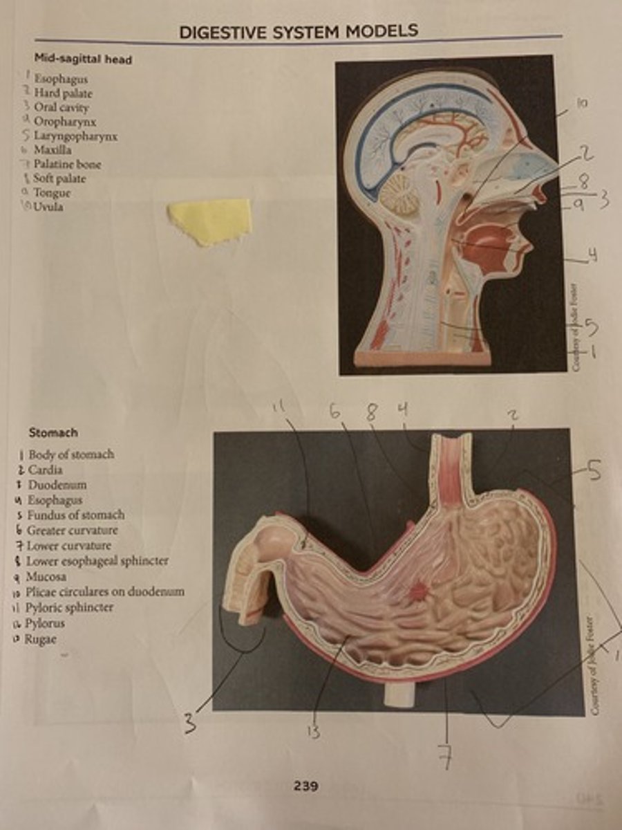 knowt flashcard image