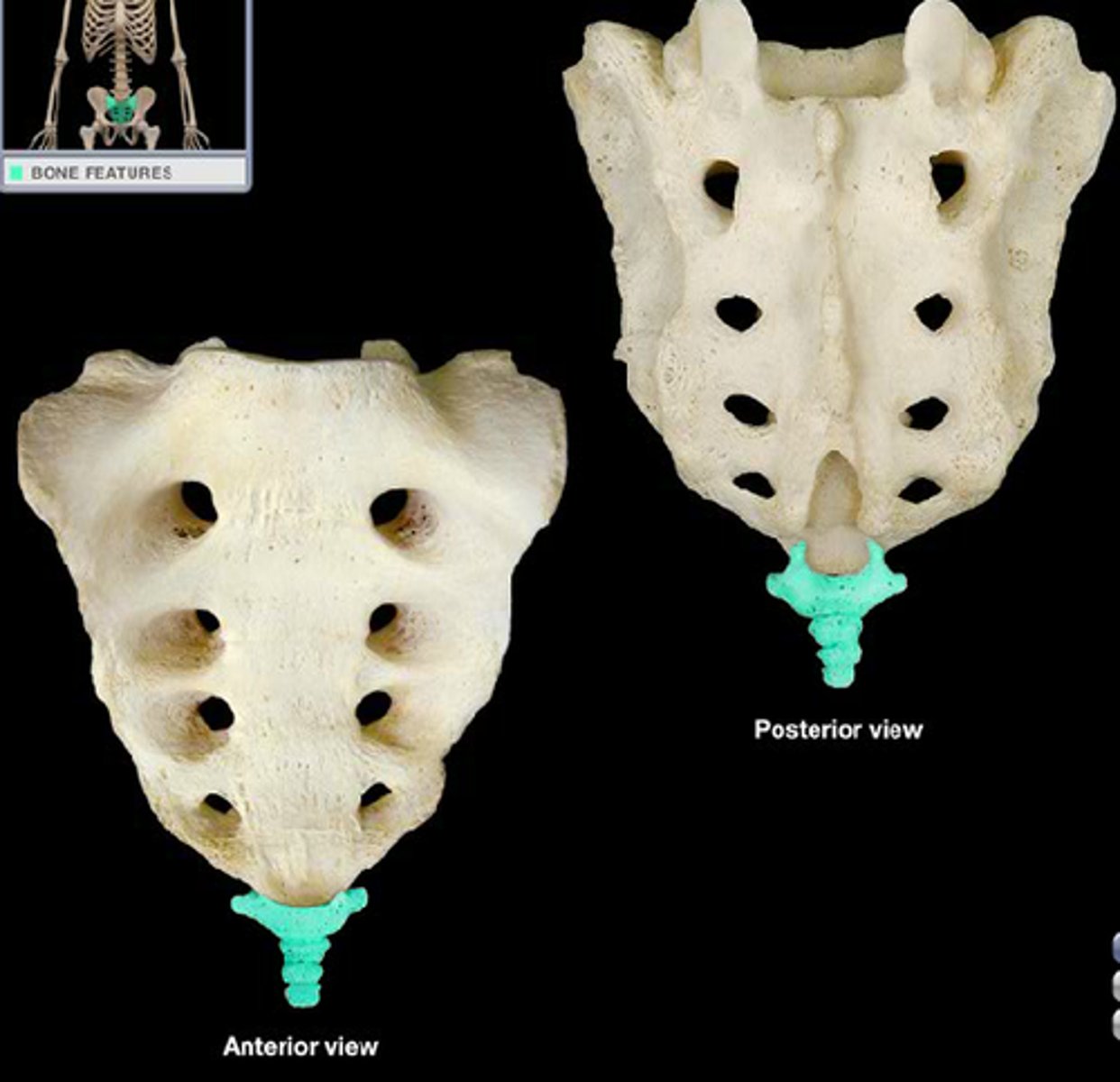 <p>4 vertebra</p>