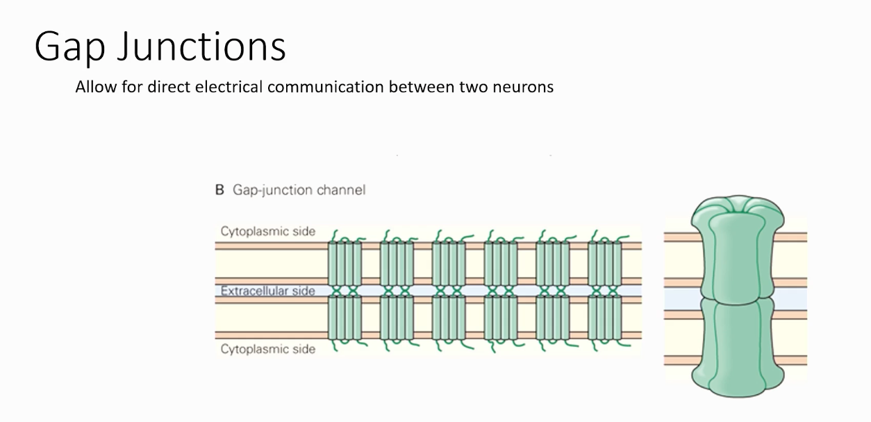 <p>Allow for direct electrical communication between two neurons. </p>