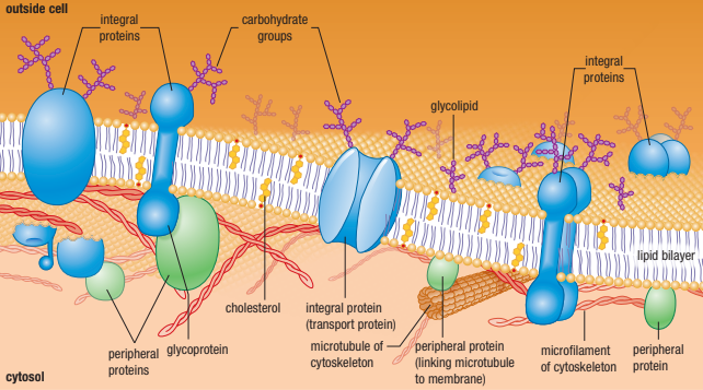 <ul><li><p>Separates the living cell from nonliving surrounding</p></li><li><p>Selectively Permeable - Controls which substances can cross the membrane, allows some substances to cross more easily than others</p></li><li><p>Keep nutrients in and waste products out</p></li></ul><p></p>