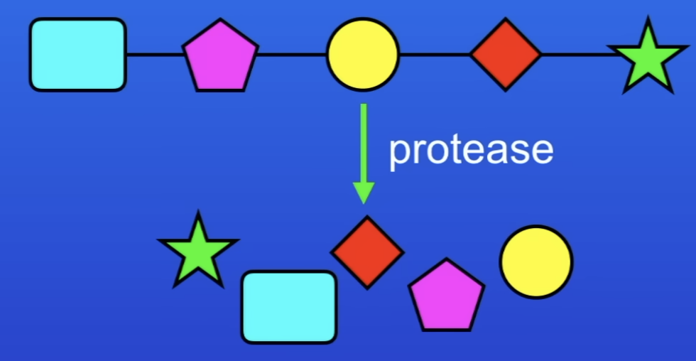 <p>Long chains of AA</p>
