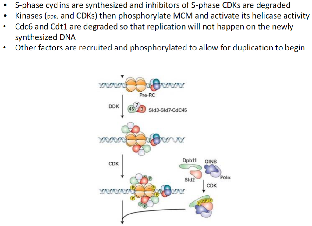 <p><strong>S-Phase Cyclins and CDK Inhibitors</strong><br> S-phase cyclins are synthesized<br> Inhibitors of S-phase CDKs are degraded<br> This allows CDKs to become active</p><p><strong>Activation of MCM Helicase</strong><br> Kinases such as DDKs and CDKs phosphorylate MCM<br> Phosphorylation activates the helicase activity for DNA unwinding</p><p><strong>Prevention of Re-Replication</strong><br> Cdc6 and Cdt1 are degraded after loading MCM<br> Ensures replication occurs only once per cell cycle</p><p><strong>Recruitment of Additional Factors</strong><br> Other proteins are recruited and phosphorylated<br> This prepares the replication machinery to begin DNA duplication</p>