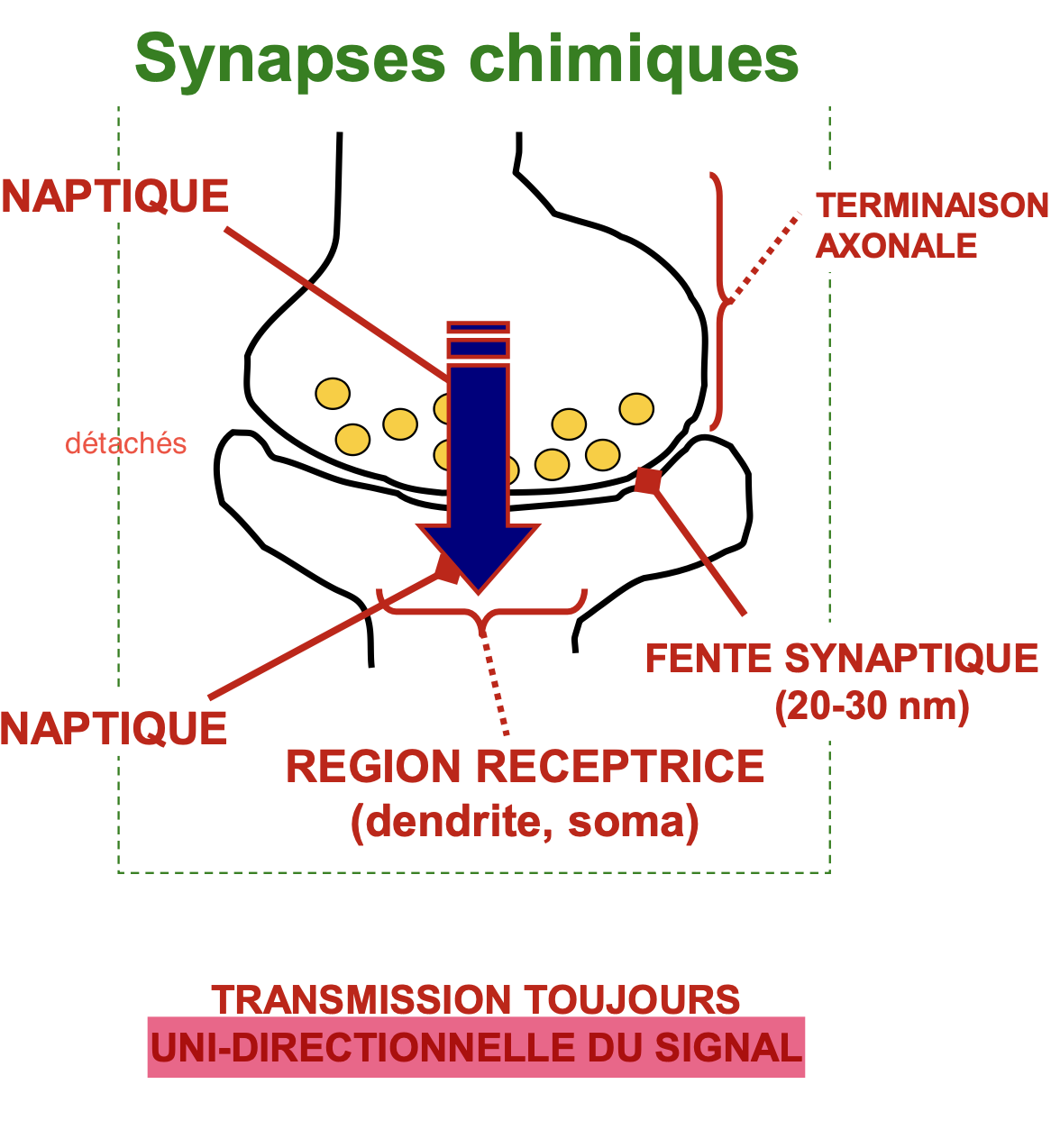 <ul><li><p>Transmission uni-directionnelle</p></li><li><p>détaché et transmet avec des neurotransmetteurs</p></li></ul><p></p>
