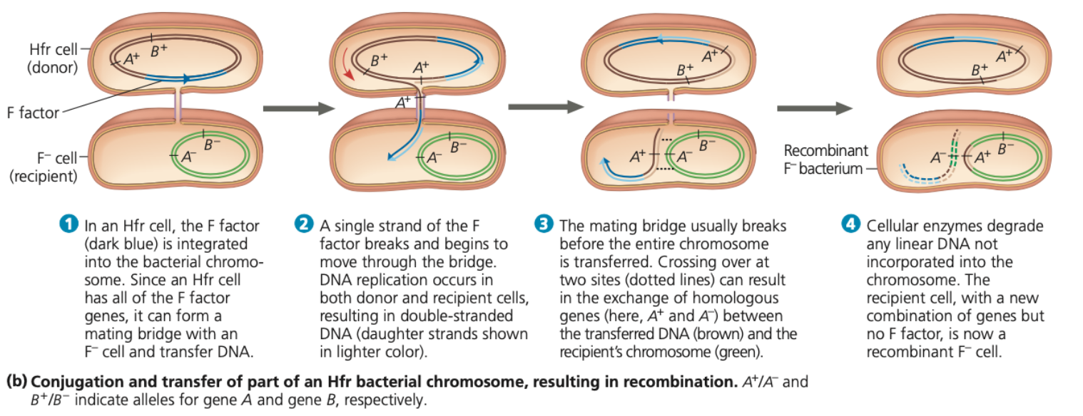 a. Chromosomal genes can be transferred during conjugation when donor cell’s F factor is integrated into the chromosome

b. Hfr cell (high frequency of recombination) – cell with F factor built into its chromosome
i. Functions as donor during conjugation with an F- cell
ii. When chromosomal DNA (from Hfr cell) enters F- cell, homologous regions of the two chromosomes align, allowing segments of their DNA to be exchanged
iii. Recombinant cell is formed (genes derive from two
different cells)