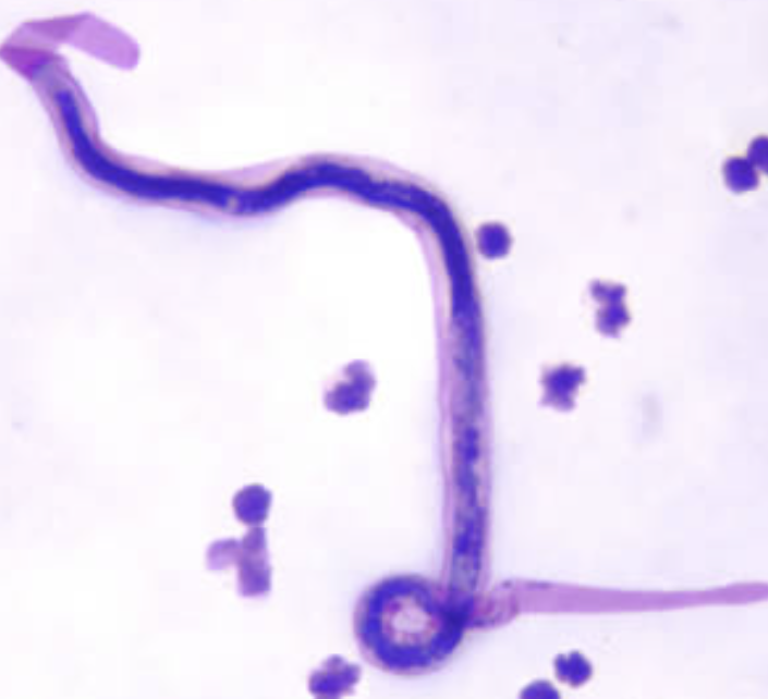 <p>What organism is this?</p>