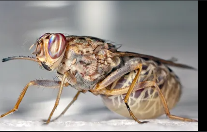 <p>Tsetse fly.</p>