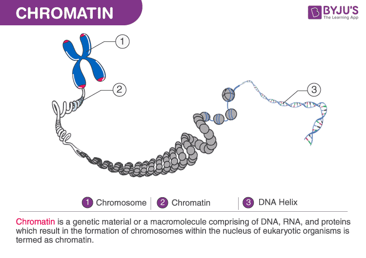 Fibres of DNA in its uncondensed form; exist during the S phase of interphase to allow DNA to replicate.

Additional information: During most of the cell cycle, DNA exists as a strand of chromatin fibre.