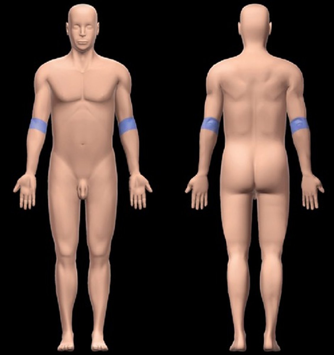 <p>-Location:</p><p>Upper limb</p><p>Anterior and posterior aspects of elbow</p><p>-Description:</p><p>Subdivision of upper limb</p><p>Skin, muscles, nerves, and vessels around distal end of humerus and proximal ends of radius and ulna</p><p>Includes cubital fossa, a shallow triangular depression on anterior aspect of elbow</p><p>Important structures related to cubital fossa include: median cubital vein, brachial artery and its primary branches (e.g., radial and ulnar arteries), median and radial nerves, and biceps brachii tendon</p>