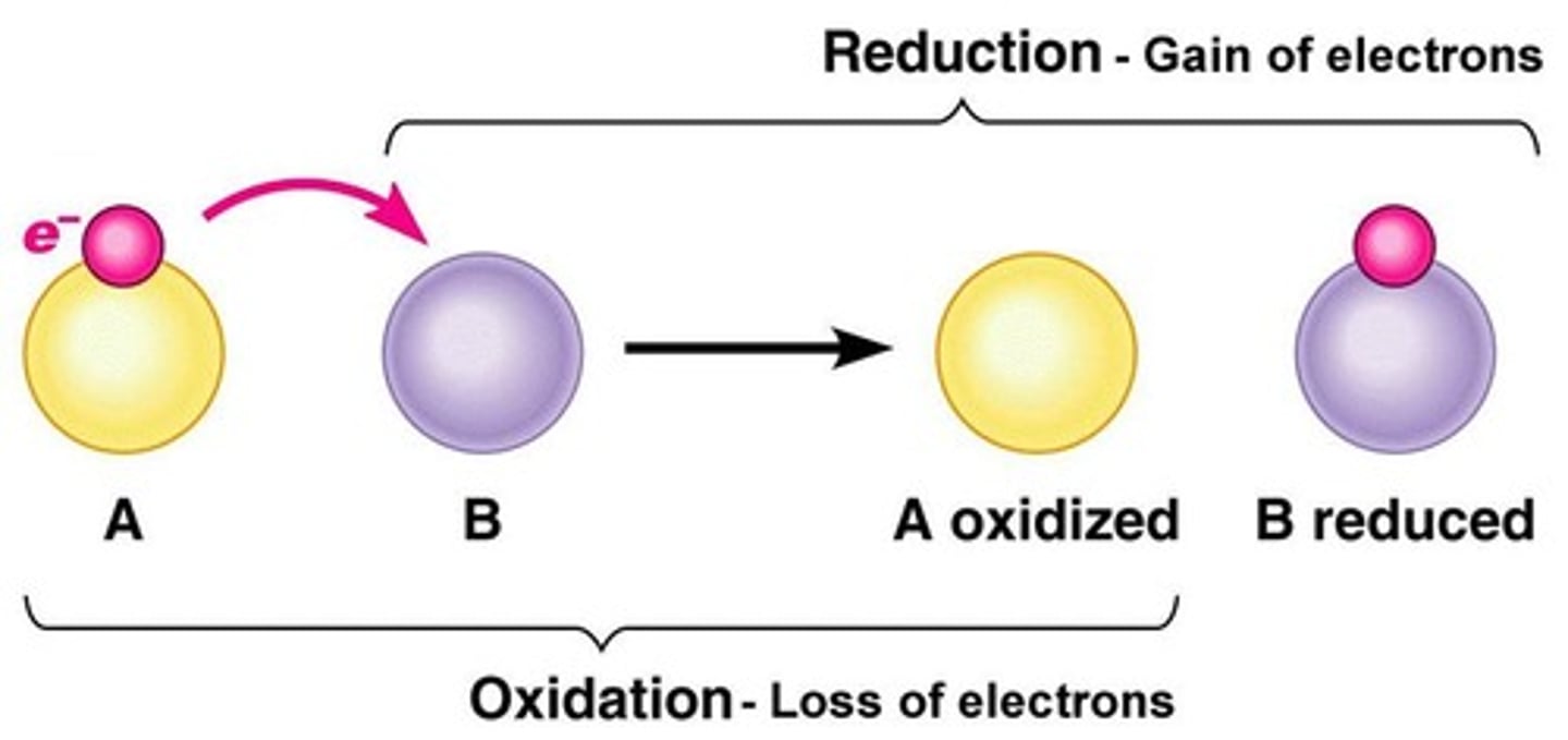 <p>Reactions involving oxidation and reduction of molecules.</p>