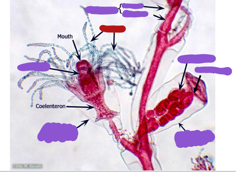<p>Identify the red structure</p>