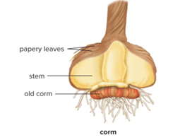 <p>Resemble bulbs, but composed almost entirely of stem tissue, with papery leaves. EX: crocus and gladiolus</p>