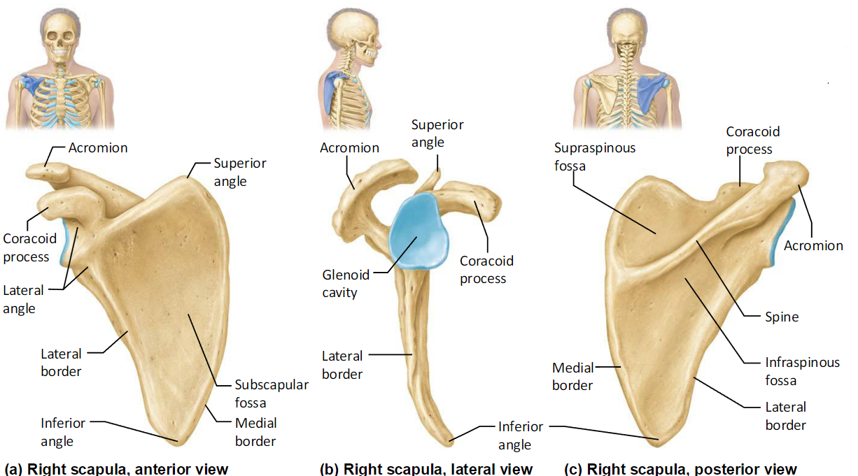 <ul><li><p>3 Borders:</p><ul><li><p>Superior</p></li><li><p>Medial</p></li><li><p>Lateral</p></li></ul></li><li><p>3 Angles:</p><ul><li><p>Superior </p></li><li><p>Lateral </p></li><li><p>Inferior </p></li></ul></li></ul><p></p>