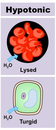 <p>a solution with less solutes in it then the inside of a cell. Will result in osmosis into the cell from the solution, possibly lysing the cell in the process.</p>