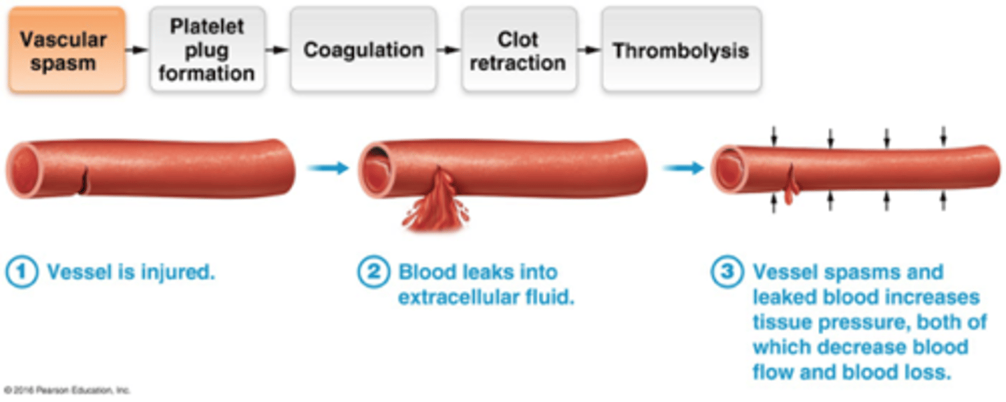 <p>Damage to the wall of a vessel causes contraction of the smooth muscle. Vasoconstriction helps to limit blood loss</p>