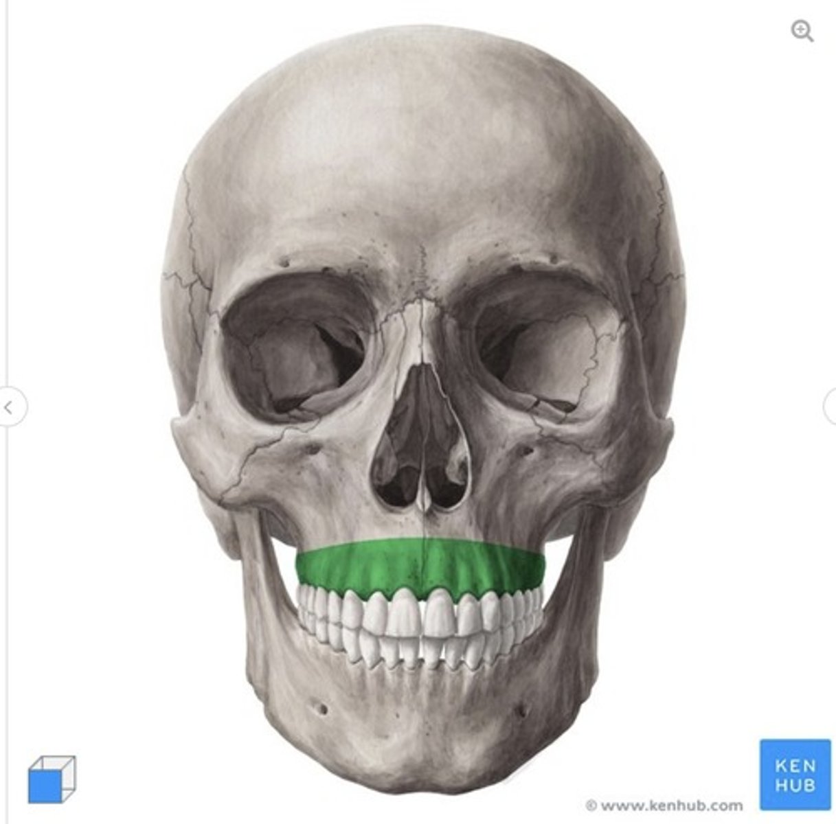 <p>what is this called and what bone is it on?</p>