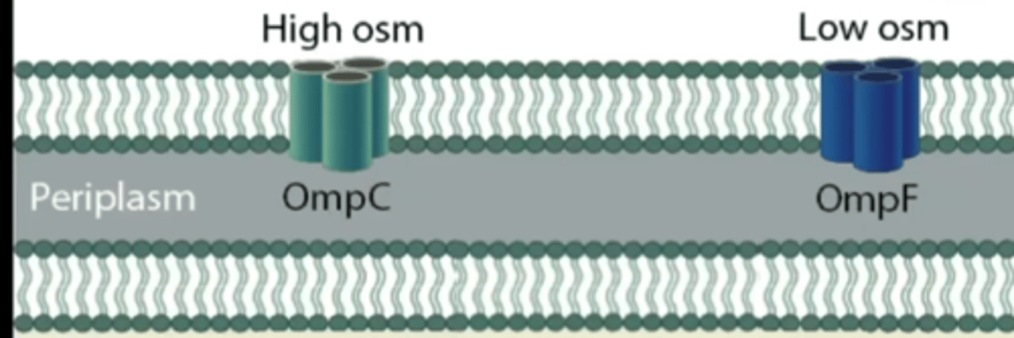 <p>larger porin protein</p><p>dominant when E. coli is in dilute environment</p><p>allows more diffusion of solutes</p>
