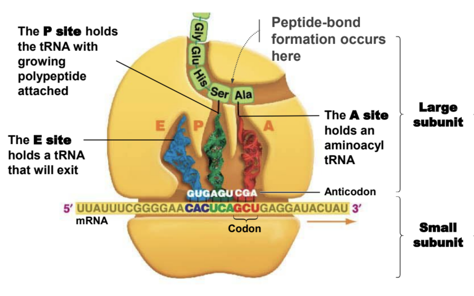 <p>Holds tRNA with amino acid attached to polypeptide chain</p>