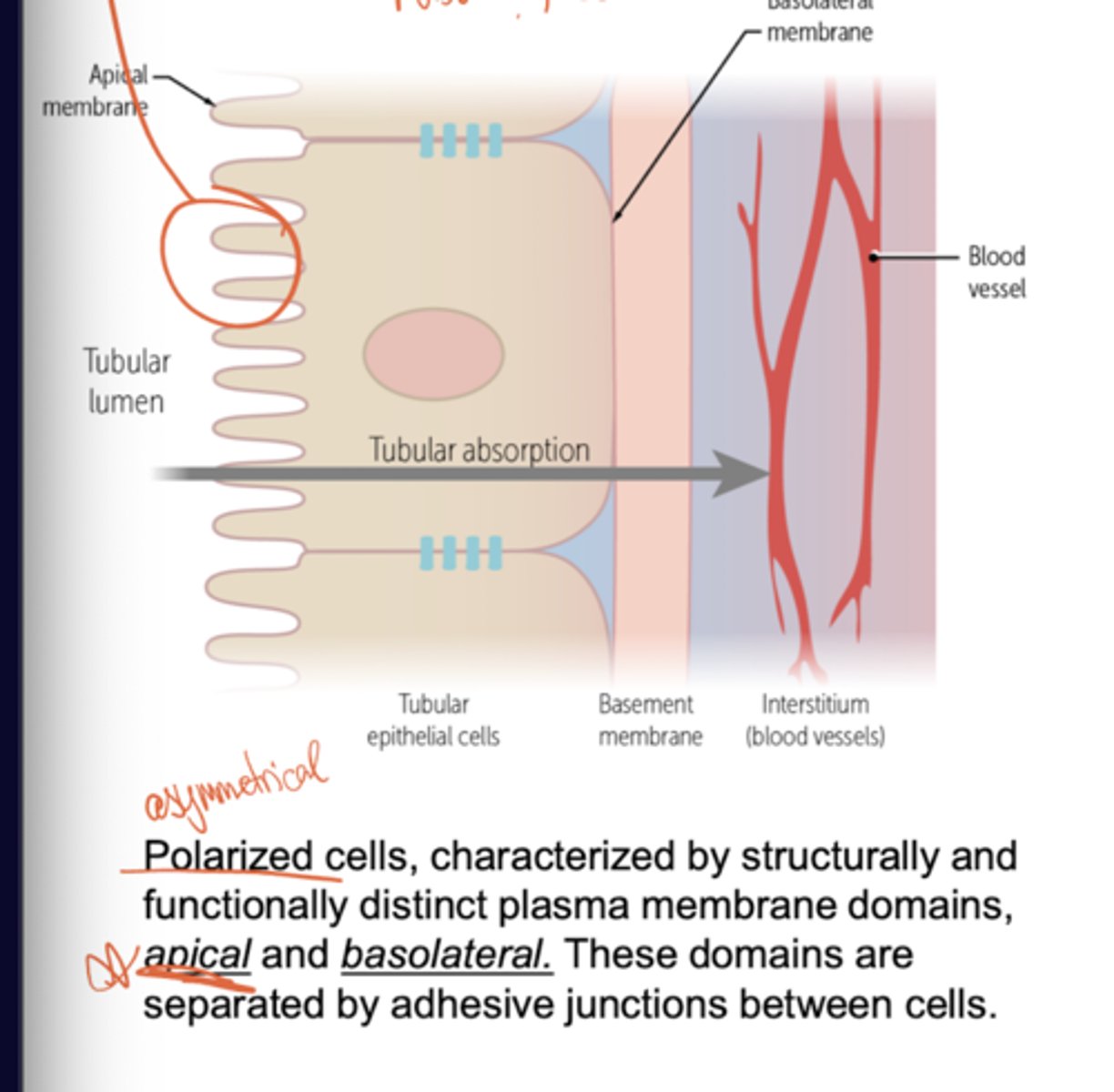 <p>Apical membrane faces the outside environment, while the basolateral membrane faces the inside environment (basal also rests on the basement membrane).</p>