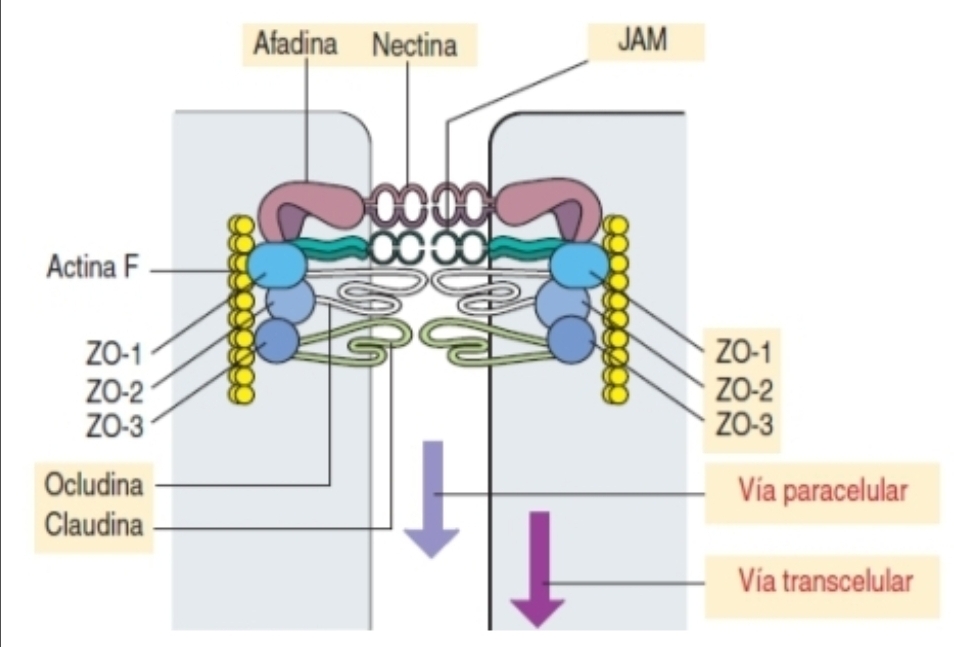 <p>¿qué unión del dominio lateral es esta?</p>