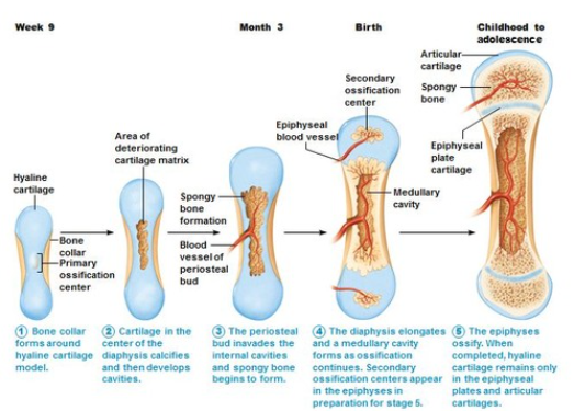  endochondral ossification