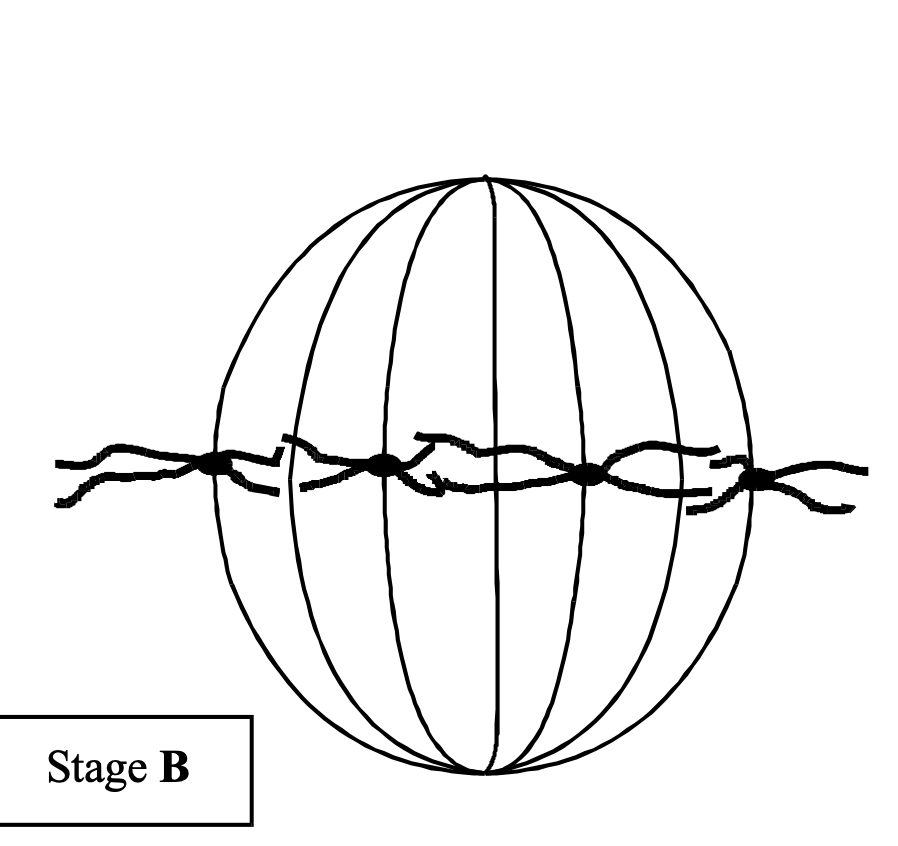 <p>(iii) Describe and explain the appearance of one of the chromosomes in stage B.</p>