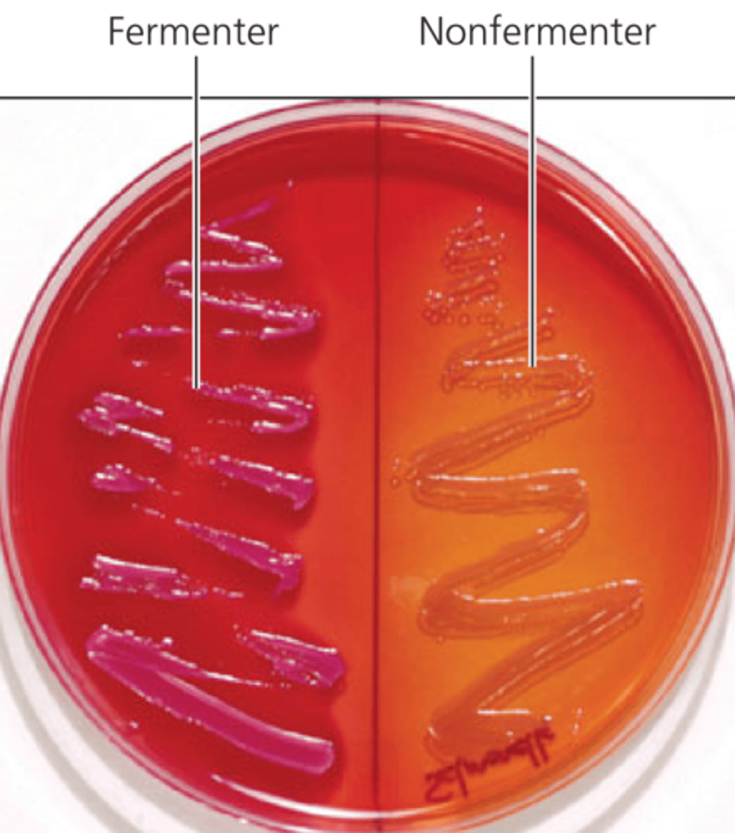 <p>This medium is commonly used to select for the growth of gram-negative bacteria and to differentiate those organisms according to their ability to ferment lactose.</p>