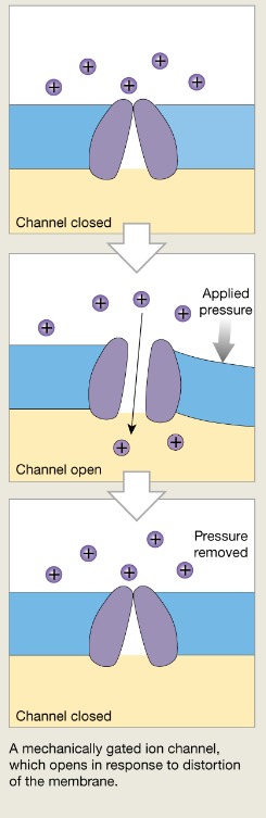 <p>Open and close in response to physical deformation of receptors</p>