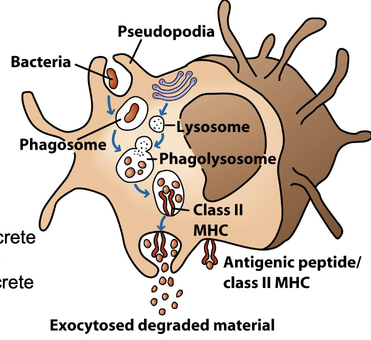 <ul><li><p><span style="color: rgb(0, 0, 0);"><span>When </span></span><span style="color: rgb(0, 0, 0);"><span>MØ ingest pathogens, </span></span><span style="color: rgb(0, 0, 0);"><span>they fuse the </span><strong><span>phagosome</span></strong><span>/endosome with a </span><strong><span>lysosome</span></strong><span> to digest pathogen molecules</span></span></p></li><li><p><span style="color: rgb(0, 0, 0);"><span>Remaining peptide fragments are bound into a </span><strong><span>Major Histocompatibility Complex (MHC)</span></strong><span> receptor and “displayed” to T-cells to initiate adaptive immunity</span></span></p></li><li><p><span><span>MØ displaying MHC/Ag are called </span><strong><span>Ag-Presenting Cells or APCs</span></strong></span></p></li><li><p><span style="color: rgb(0, 0, 0);"><span>APC MØs become more activated after engulfing pathogen and/or in response to cytokines</span></span></p></li><li><p><span style="color: rgb(0, 0, 0);"><span>Increase phagocytic activity, secrete inflammatory molecules, produce antimicrobial substances and secrete </span><strong><span>chemokines</span></strong><span> that attract more leukocytes</span></span></p></li></ul><p></p>