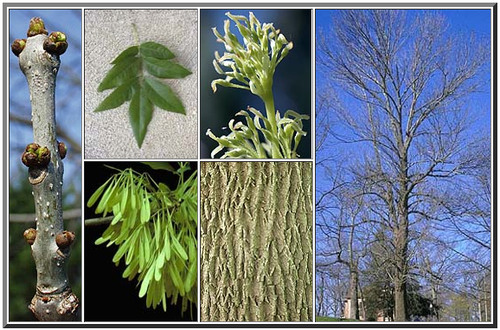 <p>Compound, opposite, 5-9 leaflets, D shaped leaf scar, fully green leaves</p>