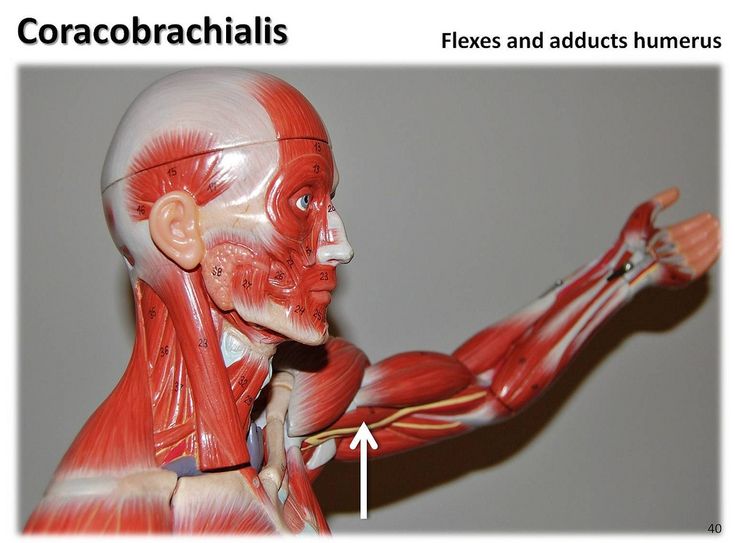 <p>Coracobrachialis</p>