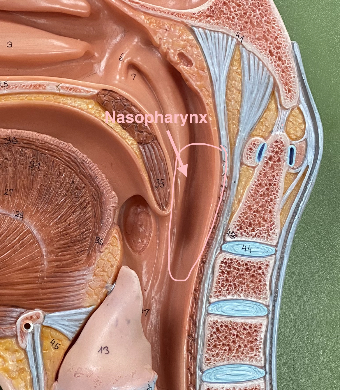 <p>It appears as a region where air passes from the nasal cavity into the oropharynx, and it contains the pharyngeal tonsils (adenoids)</p>