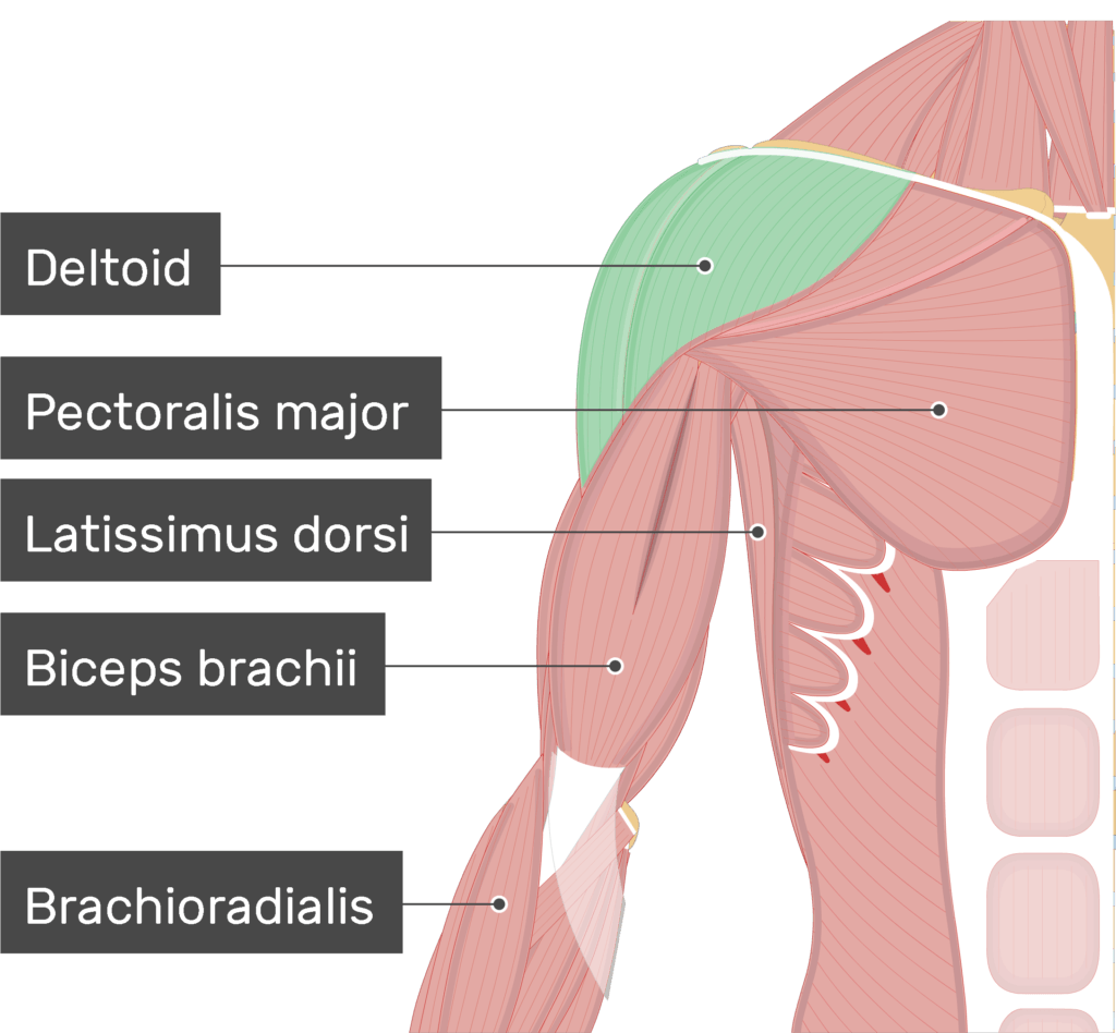 <p>deltoid</p>