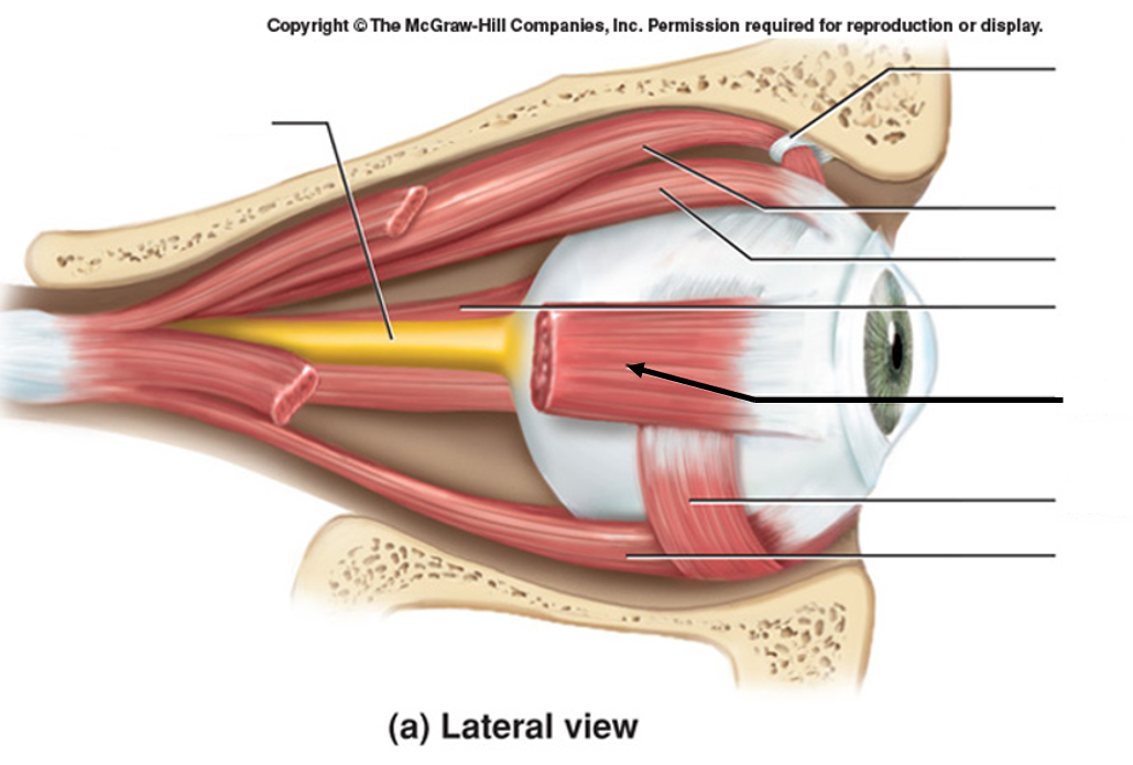 <p>CN III (oculomotor nerve), moves gaze laterally</p>