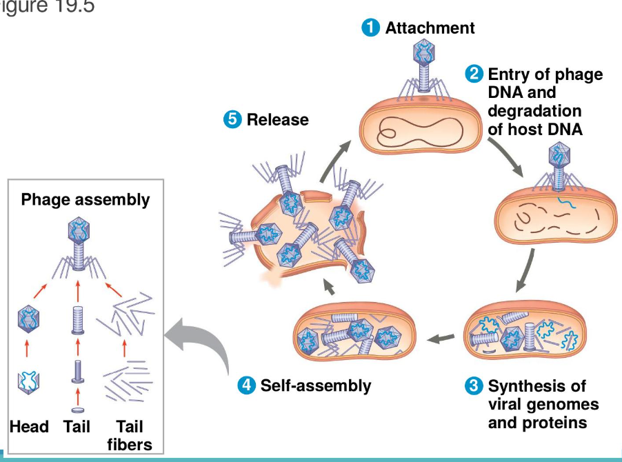 <p>(We have an infection, replication, and new phages. The new phages lyse open the cell and begin to infect other bacteria)</p><p>A phage replicative cycle that culminates in the death of the host cell.</p><p>The lytic cycle produces new phages and lyses (breaks open) the host’s cell wall, releasing the progeny viruses.</p>