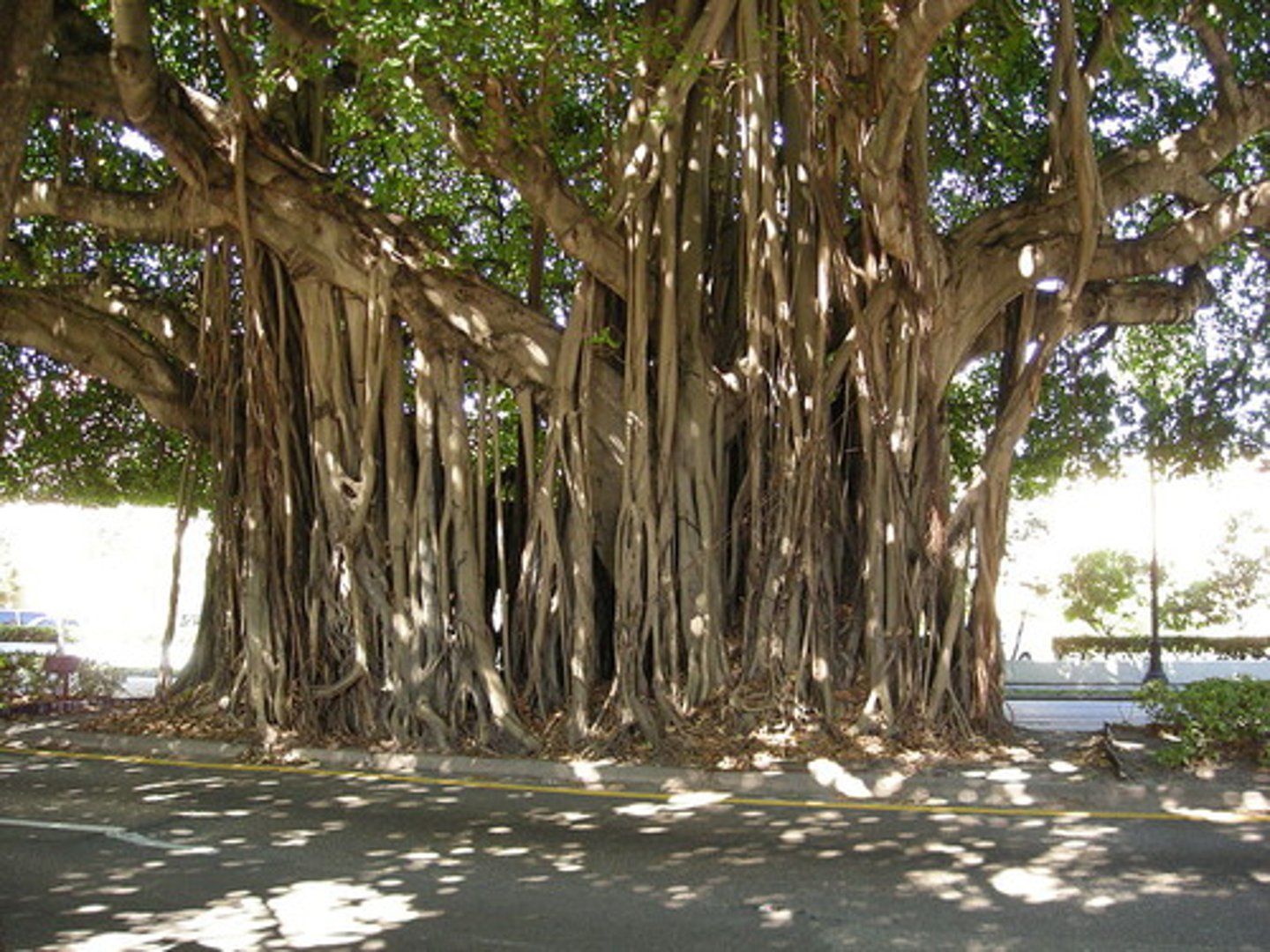 <p>cây đa</p>