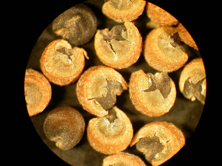 Malva neglecta
