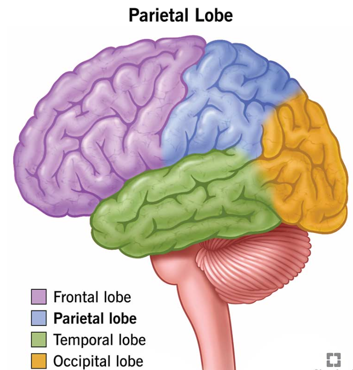 <p>Geheugenproblemen</p><p>Disfunctie van hippocampus en de temprale cortex</p><img src="https://knowt-user-attachments.s3.amazonaws.com/2534a0b9-6f97-4aa9-831a-c2f00120156d.png" data-width="100%" data-align="center"><p></p>