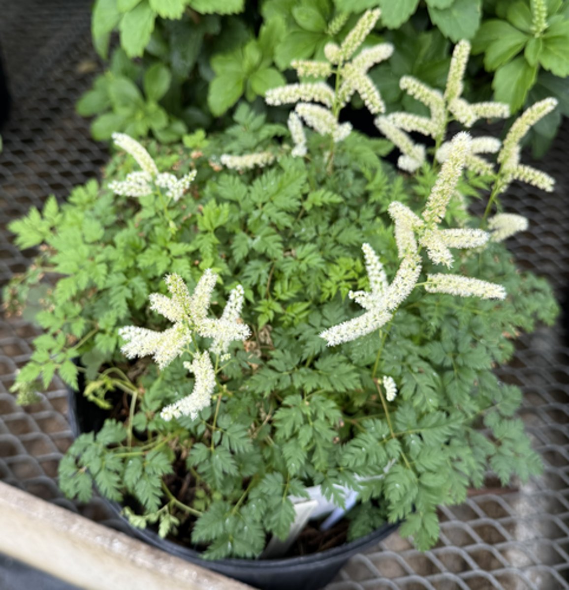 <p>What is the common name for this plant?</p>
