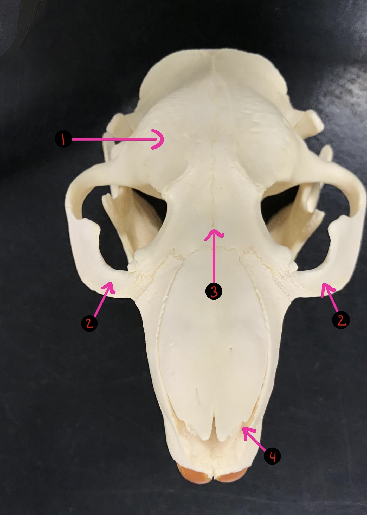 <p>Beaver skull- 2</p>