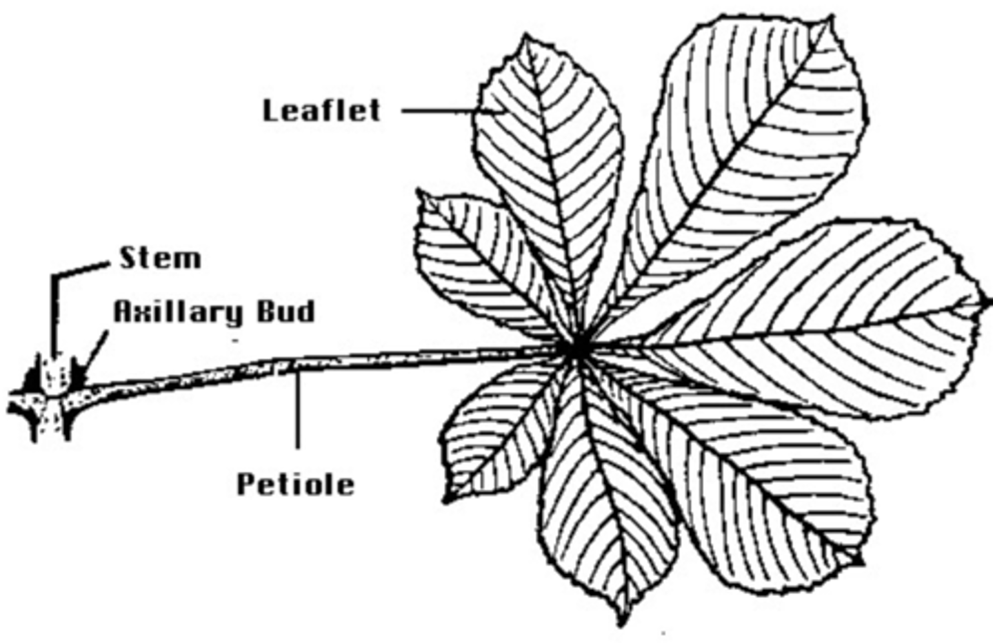 <p>no rachis, leaflets attached at the same point at the end of the petiole</p>