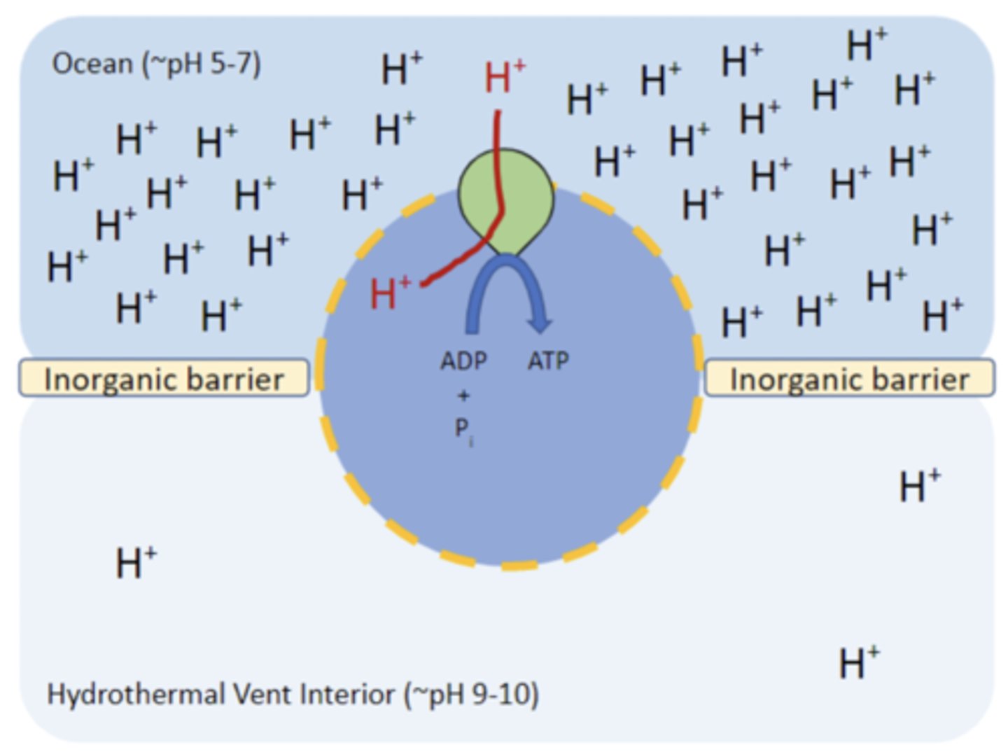 <p>· Alkaline vents are low in protons, while seawater has a much higher concentration of protons</p><p>- The low-proton concentration of materials being jetted out of alkaline vents meet the high-proton concentration of seawater surrounding them, producing a natural proton gradient that does not require a constant renewal of energy</p><p>· H+ provides a proton-motive force</p><p>- Acetyl & pyruvate are high in energy, so they want to give up their electrons</p>