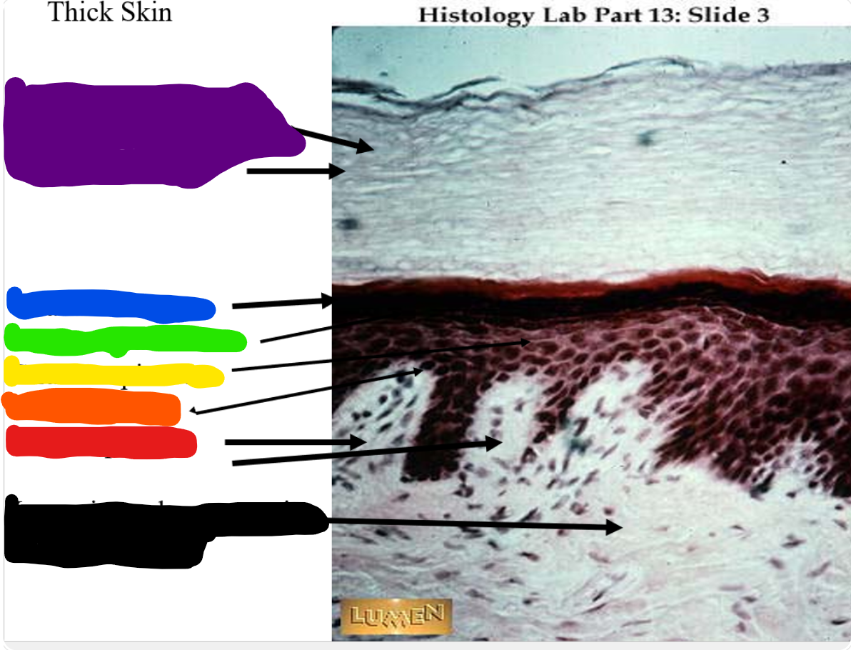 <p>the purple is</p>