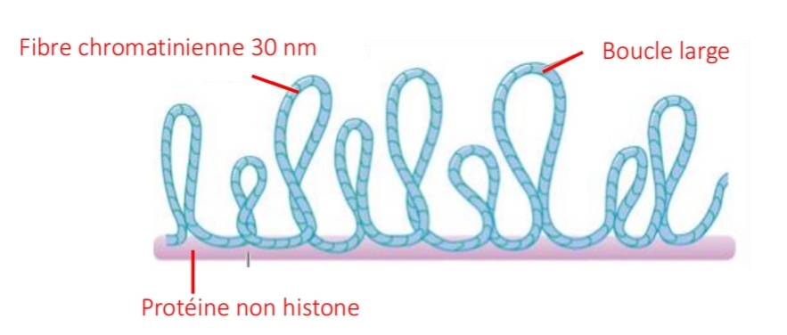 <p>300 nm<br />
Fixées échafaudage<br />
Compaction ×1000</p>