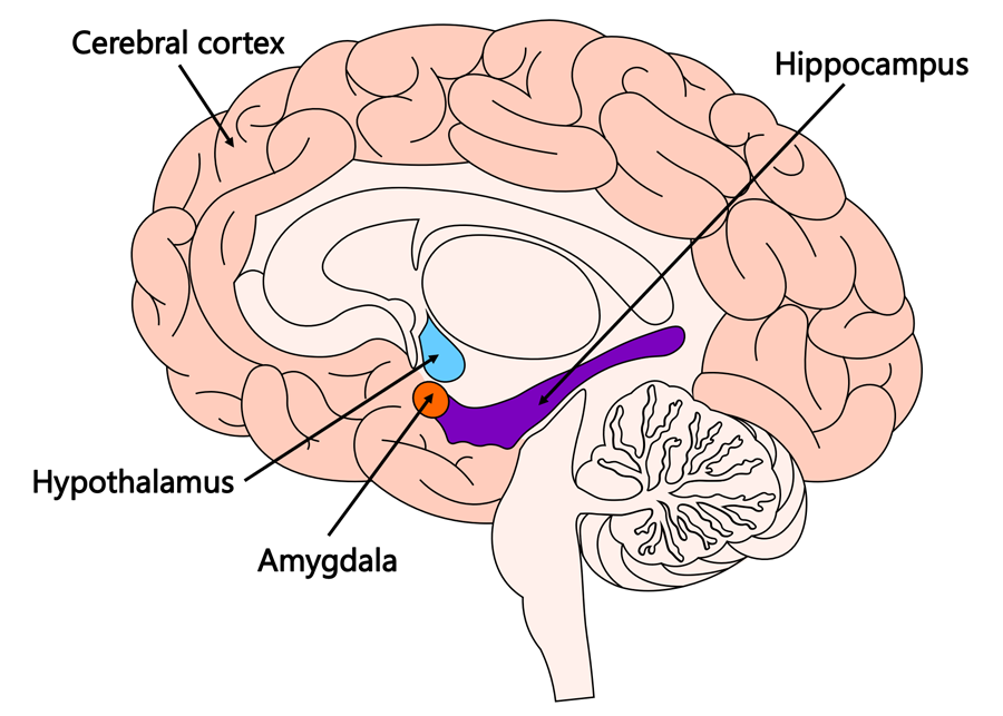 <p><span style="color: red;">2 Lima bean size neural structures in the limbic system; linked to <strong>emotion</strong></span></p>