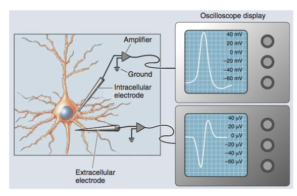 <ol><li><p>Extracellular → record electrical activity of multiple neurons at once (clusters).</p></li><li><p>Intracellular → allows study and recording of electrical activity of a single neuron.</p></li></ol><p>e.g. low vs high pitch sensitive cells in auditory cortex, place cells in hippocampus (spatial location).</p>